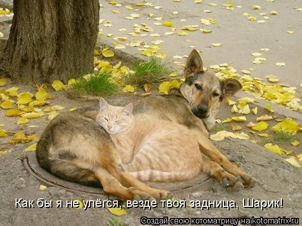 Как бы я не улёгся, везде твоя задница, Шарик!... Котоматрица: Как бы я не улёгся, везде твоя задница, Шарик!