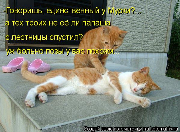 с лестницы спустил? -Говоришь, единственный у Мурки?... а тех троих не её ли папаша уж больно позы у... Котоматрица: с лестницы спустил? -Говоришь, единственный у Мурки?... а тех троих не её ли папаша уж больно позы у вас похожи...
