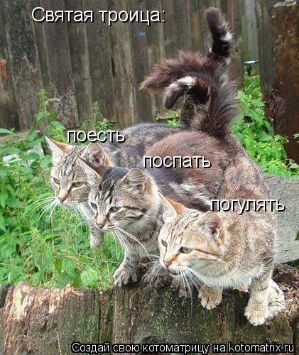Святая троица: поесть поспать погулять... Котоматрица: Святая троица: поесть поспать погулять