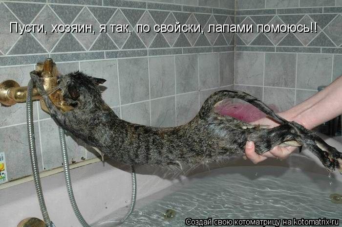 Пусти, хозяин, я так, по свойски, лапами помоюсь!!... Котоматрица: Пусти, хозяин, я так, по свойски, лапами помоюсь!!