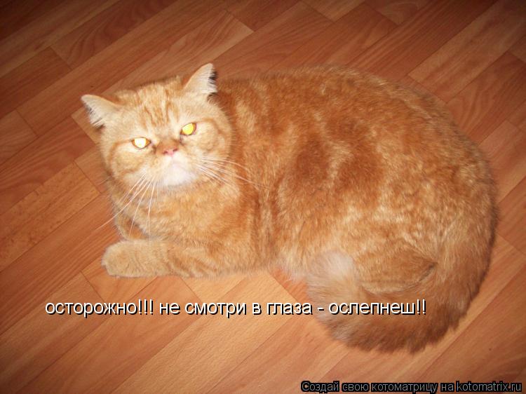 осторожно!!! не смотри в глаза - ослепнеш!!... Котоматрица: осторожно!!! не смотри в глаза - ослепнеш!!