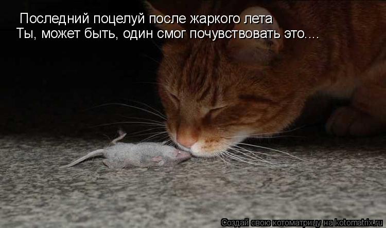 Последний поцелуй после жаркого лета Ты, может быть, один смог почувствовать это....... Котоматрица: Последний поцелуй после жаркого лета Ты, может быть, один смог почувствовать это....