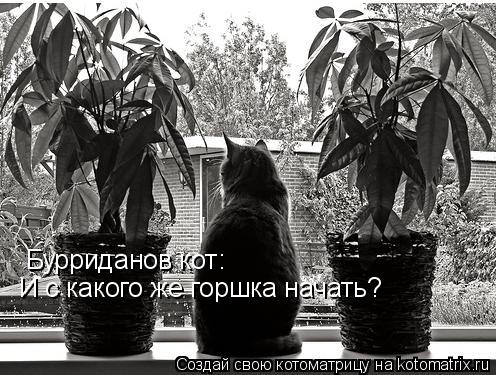 Бурриданов кот: И с какого же горшка начать?... Котоматрица: Бурриданов кот: И с какого же горшка начать?