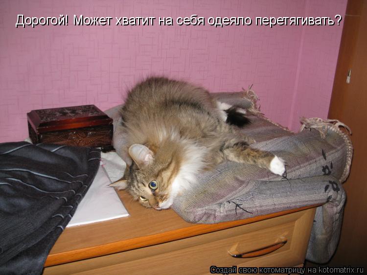 Дорогой! Может хватит на себя одеяло перетягивать?... Котоматрица: Дорогой! Может хватит на себя одеяло перетягивать?