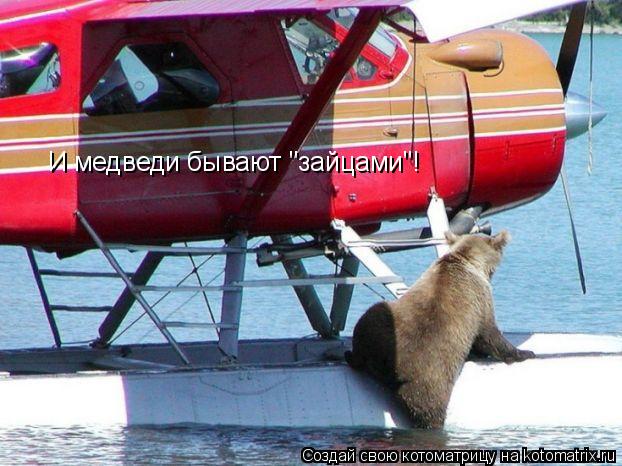 И медведи бывают "зайцами"!... Котоматрица: И медведи бывают "зайцами"!
