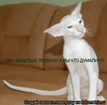ДА!! МОДЕЛЬ!!! 20/20/20!!! А ВЫ ЧТО ДУМАЛИ???... Котоматрица: ДА!! МОДЕЛЬ!!! 20/20/20!!! А ВЫ ЧТО ДУМАЛИ???