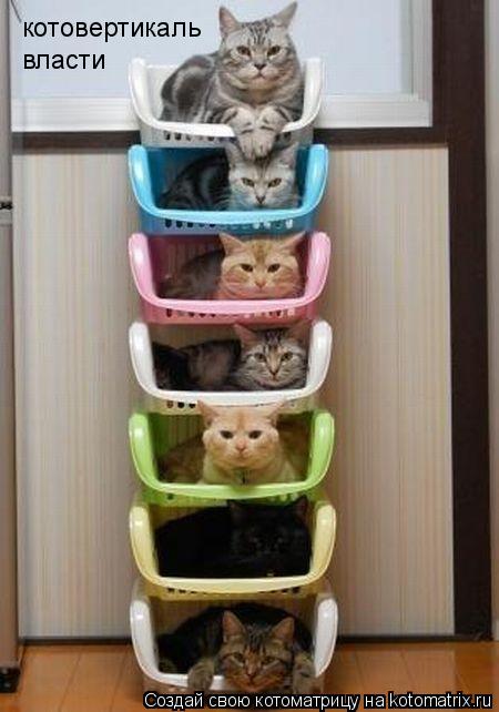 котовертикаль власти... Котоматрица: котовертикаль власти