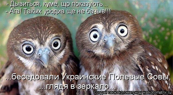 Котоматрица: - Дывиться, куме, що показують... - Ага! Такых уродив ще не бачыв!!! ...беседовали Украинские Полевые Совы, ...глядя в зеркало...