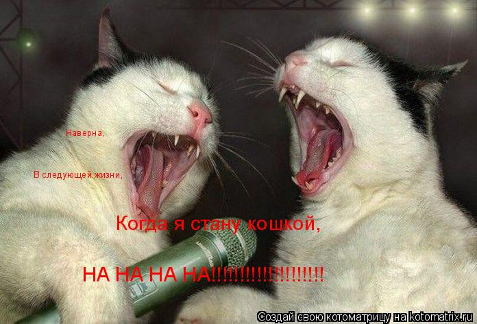 Наверна, В следующей жизни, Когда я стану кошкой, НА НА НА НА!!!!!!!!!!!!!!!!!!!!... Котоматрица: Наверна, В следующей жизни, Когда я стану кошкой, НА НА НА НА!!!!!!!!!!!!!!!!!!!!