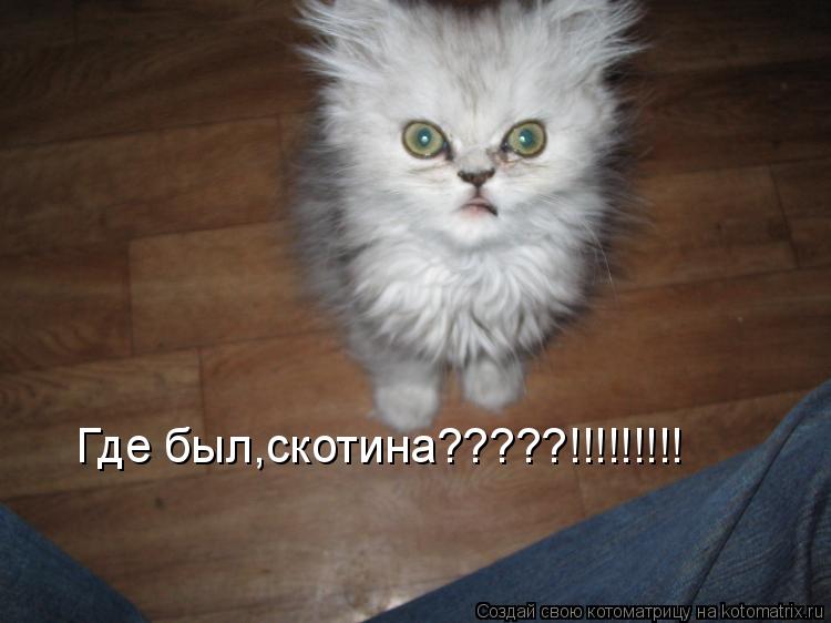 Где был,скотина?????!!!!!!!!!... Котоматрица: Где был,скотина?????!!!!!!!!!