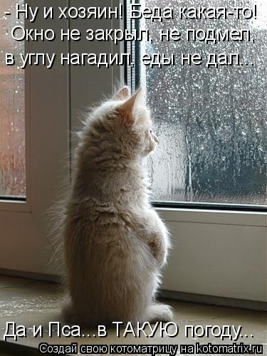 - Ну и хозяин! Беда какая-то! Окно не закрыл, не подмел, в углу нагадил, еды не дал... Да и Пса...в Т... Котоматрица: - Ну и хозяин! Беда какая-то! Окно не закрыл, не подмел, в углу нагадил, еды не дал... Да и Пса...в ТАКУЮ погоду...