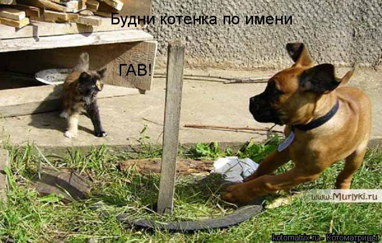 Будни котенка по имени ГАВ!... Котоматрица: Будни котенка по имени ГАВ!