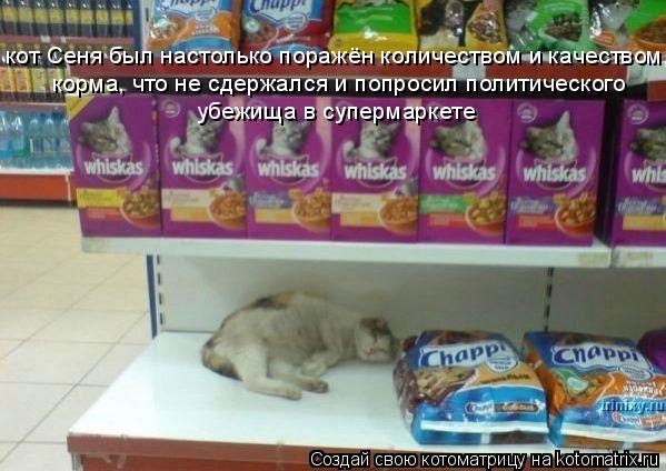 Котоматрица: кот Сеня был настолько поражён количеством и качеством, корма, что не сдержался и попросил политического  убежища в супермаркете