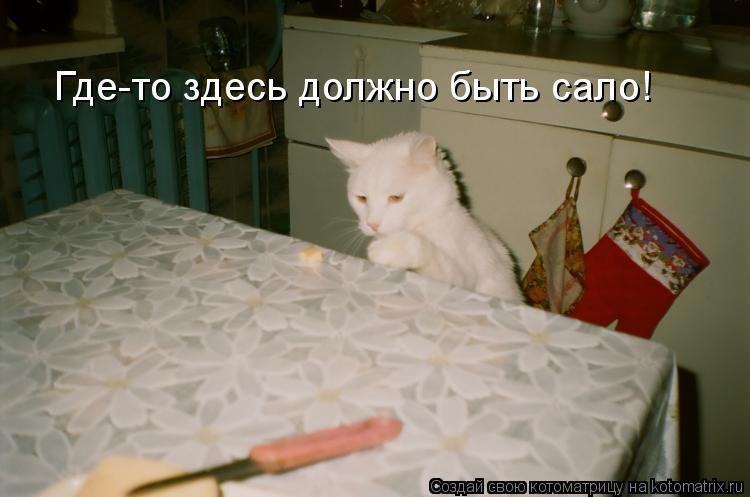 Где-то здесь должно быть сало!... Котоматрица: Где-то здесь должно быть сало!