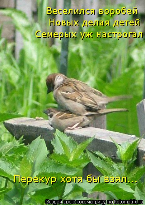 Веселился воробей Новых делая детей Семерых уж настрогал Перекур хотя бы взял...... Котоматрица: Веселился воробей Новых делая детей Семерых уж настрогал Перекур хотя бы взял...