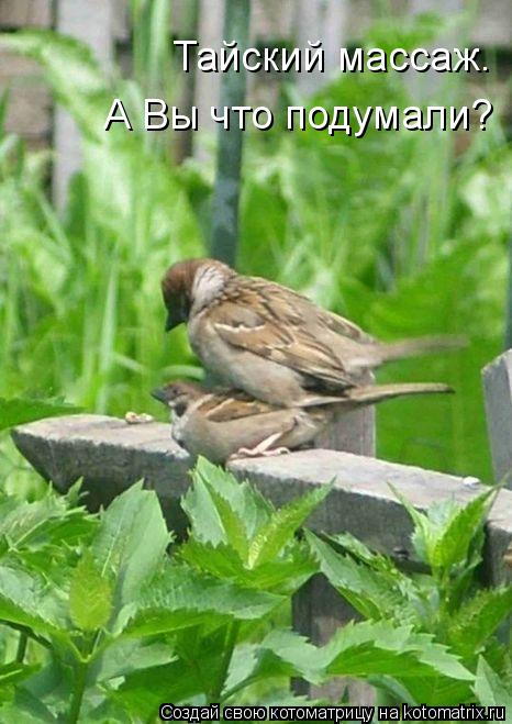 Тайский массаж. А Вы что подумали?... Котоматрица: Тайский массаж. А Вы что подумали?