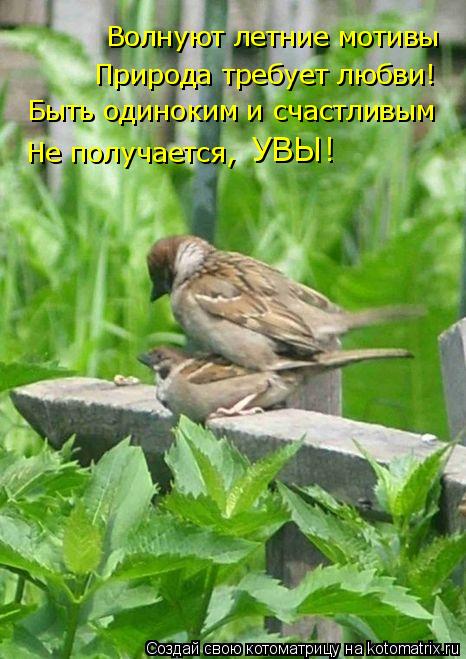 Котоматрица: Волнуют летние мотивы Природа требует любви! Быть одиноким и счастливым Не получается,  УВЫ!