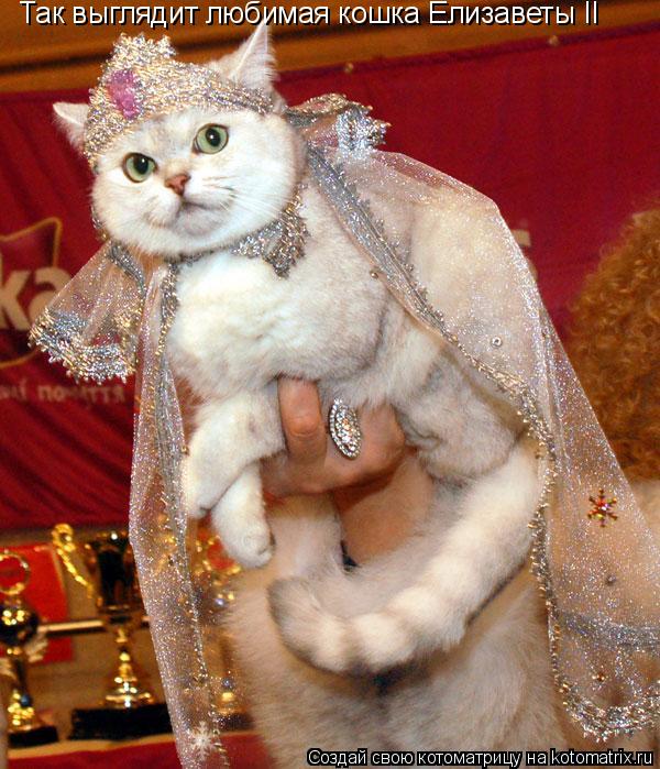 Так выглядит любимая кошка Елизаветы II... Котоматрица: Так выглядит любимая кошка Елизаветы II