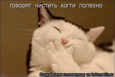 говорят чистить когти полезно... Котоматрица: говорят чистить когти полезно