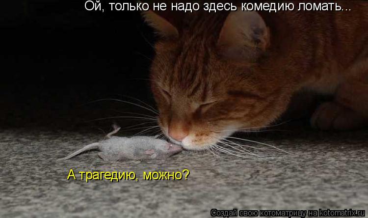 Котоматрица: Ой, только не надо здесь комедию ломать... А трагедию, можно?