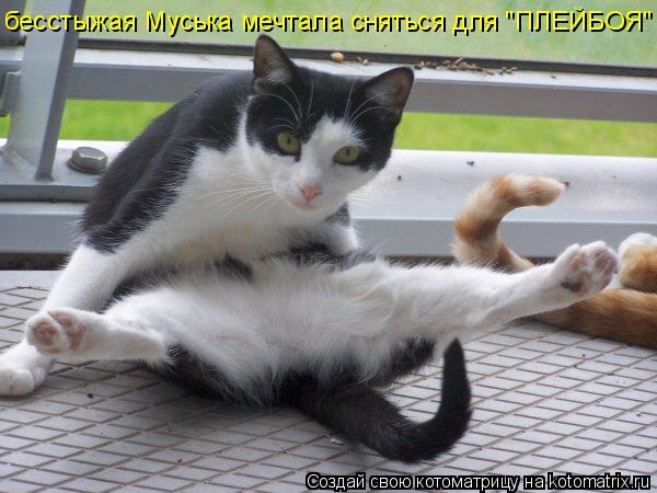 бесстыжая Муська мечтала сняться для "ПЛЕЙБОЯ"... Котоматрица: бесстыжая Муська мечтала сняться для "ПЛЕЙБОЯ"