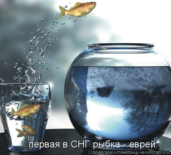 первая в СНГ рыбка - еврей... Котоматрица: первая в СНГ рыбка - еврей
