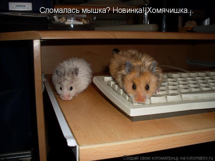 Сломалась мышка? Новинка!!Хомячишка...... Котоматрица: Сломалась мышка? Новинка!!Хомячишка...