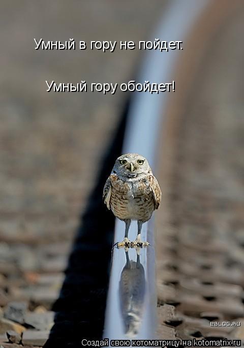 Умный в гору не пойдет. Умный гору обойдет!... Котоматрица: Умный в гору не пойдет. Умный гору обойдет!