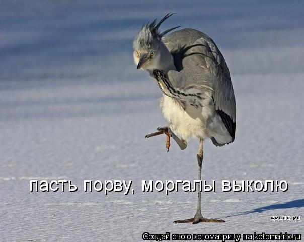 пасть порву, моргалы выколю... Котоматрица: пасть порву, моргалы выколю