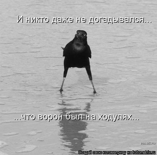 И никто даже не догадывался... ...что ворон был на ходулях...... Котоматрица: И никто даже не догадывался... ...что ворон был на ходулях...