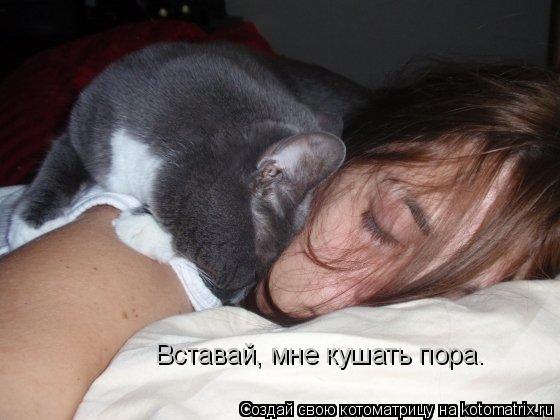 Вставай, мне кушать пора.... Котоматрица: Вставай, мне кушать пора.