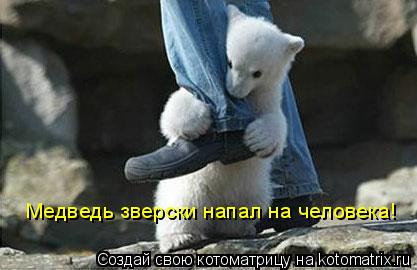 Медведь зверски напал на человека!... Котоматрица: Медведь зверски напал на человека!