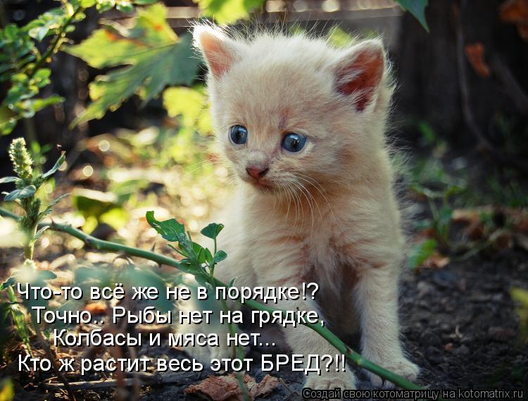 Что-то всё же не в порядке!? Точно.. Рыбы нет на грядке, Колбасы и мяса нет... Кто ж растит весь это... Котоматрица: Что-то всё же не в порядке!? Точно.. Рыбы нет на грядке, Колбасы и мяса нет... Кто ж растит весь этот БРЕД?!!
