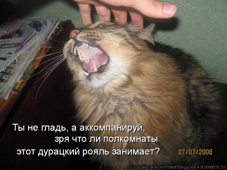 Ты не гладь, а аккомпанируй, зря что ли полкомнаты этот дурацкий рояль занимает?... Котоматрица: Ты не гладь, а аккомпанируй, зря что ли полкомнаты этот дурацкий рояль занимает?