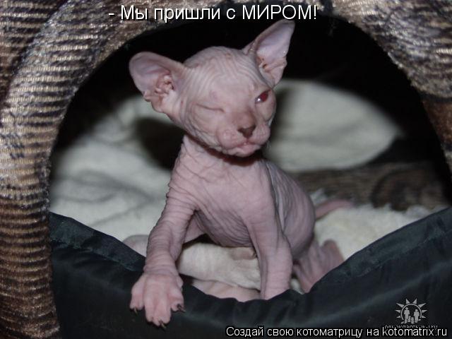 - Мы пришли с МИРОМ!... Котоматрица: - Мы пришли с МИРОМ!