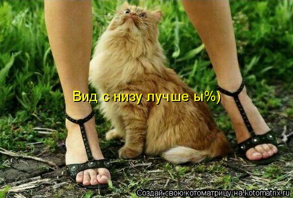 Вид с низу лучше ы%)... Котоматрица: Вид с низу лучше ы%)