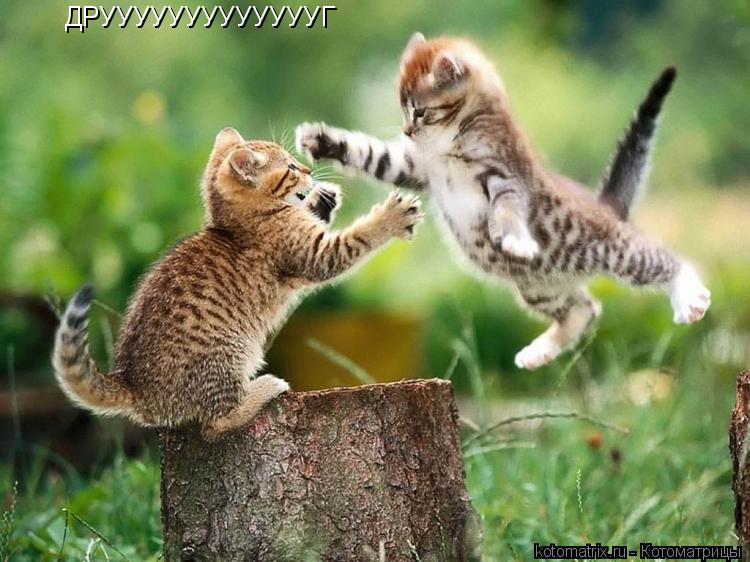 ДРУУУУУУУУУУУУУГ... Котоматрица: ДРУУУУУУУУУУУУУГ