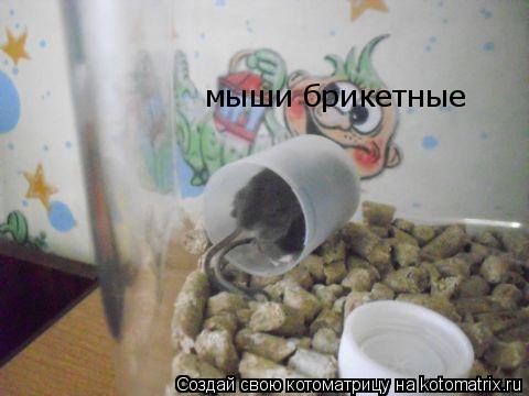 мыши брикетные мыши брикетные... Котоматрица: мыши брикетные мыши брикетные