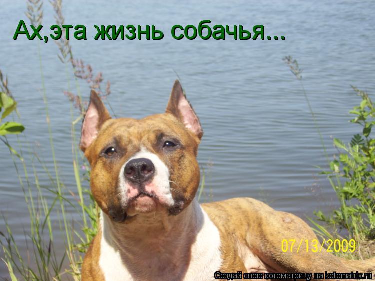 Ах,эта жизнь собачья...... Котоматрица: Ах,эта жизнь собачья...