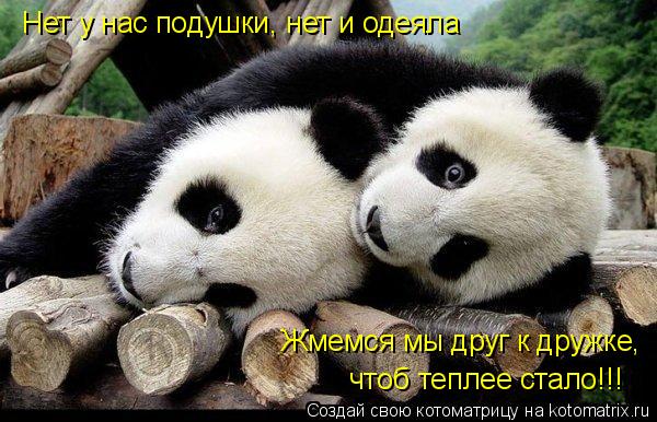 Нет у нас подушки, нет и одеяла Жмемся мы друг к дружке, чтоб теплее стало!!!... Котоматрица: Нет у нас подушки, нет и одеяла Жмемся мы друг к дружке, чтоб теплее стало!!!