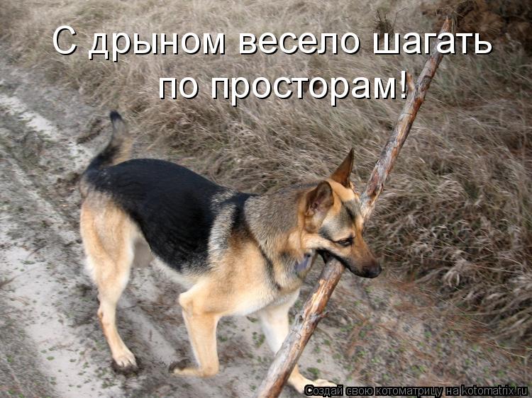 С дрыном весело шагать по просторам!... Котоматрица: С дрыном весело шагать по просторам!