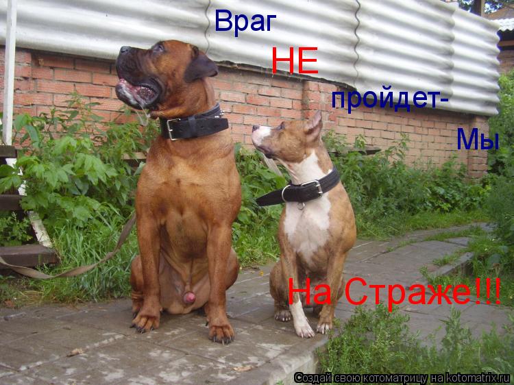 Враг НЕ пройдет- Мы На Страже!!!... Котоматрица: Враг НЕ пройдет- Мы На Страже!!!