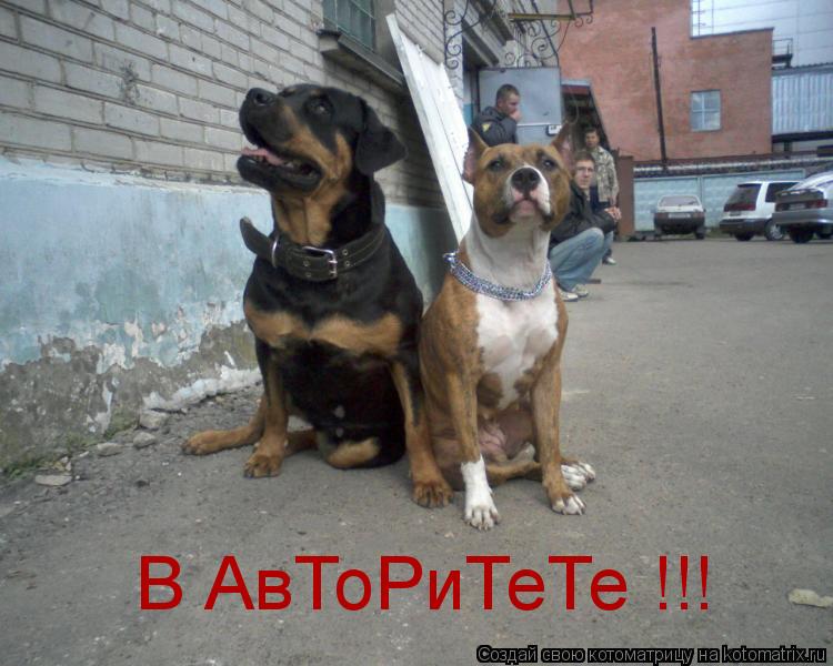 В АвТоРиТеТе !!!... Котоматрица: В АвТоРиТеТе !!!