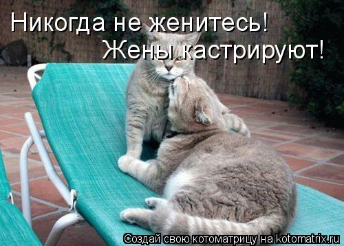 Котоматрица: Никогда не женитесь! Жены кастрируют!