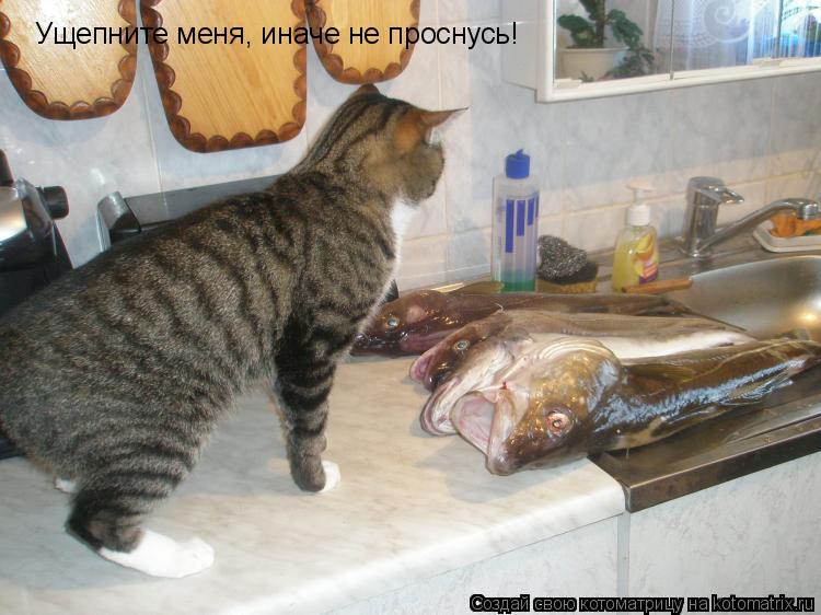 Ущепните меня, иначе не проснусь!... Котоматрица: Ущепните меня, иначе не проснусь!