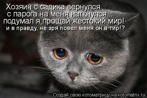 Хозяин с садика вернулся с парога на меня наткнулся... подумал я,прощай жестокий мир! и в правду, н... Котоматрица: Хозяин с садика вернулся с парога на меня наткнулся... подумал я,прощай жестокий мир! и в правду, не зря повел меня он в тир!?