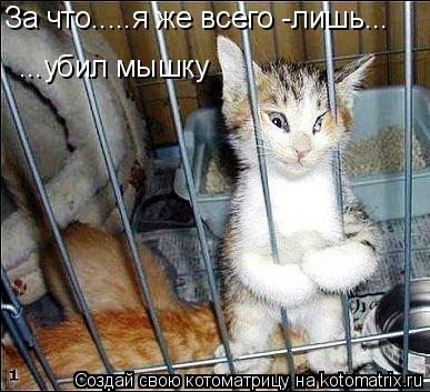 За что.....я же всего -лишь... ...убил мышку... Котоматрица: За что.....я же всего -лишь... ...убил мышку