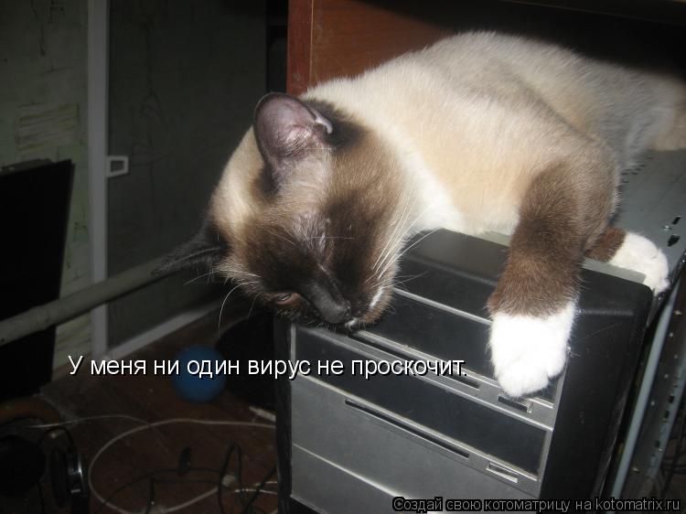 У меня ни один вирус не проскочит.... Котоматрица: У меня ни один вирус не проскочит.