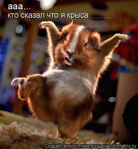 ааа... кто сказал что я крыса ............ Котоматрица: ааа... кто сказал что я крыса .........