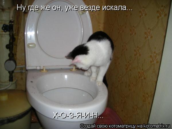 Х-О-З-Я-И-Н... Ну где же он, уже везде искала...... Котоматрица: Х-О-З-Я-И-Н... Ну где же он, уже везде искала...